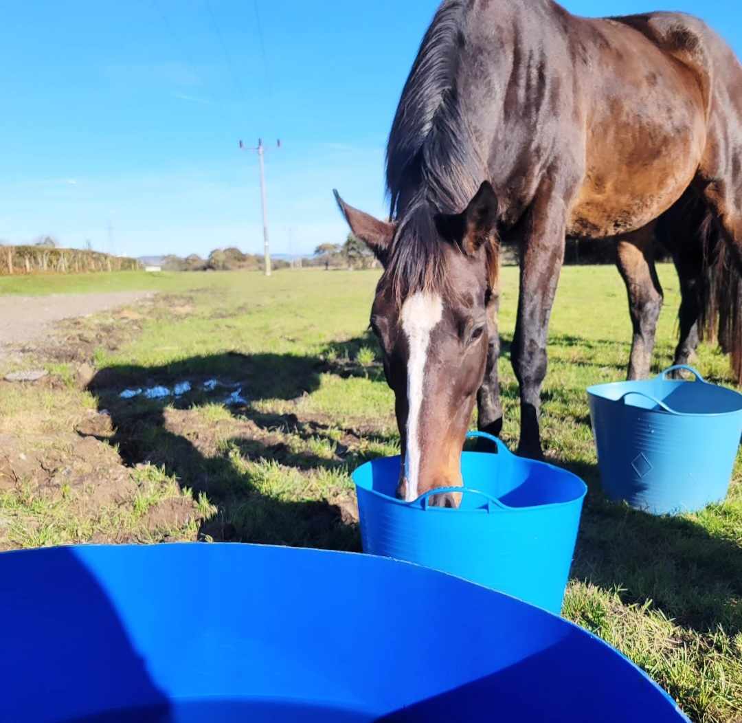 Savour the Full Flavour with nature’s Water Buffets!