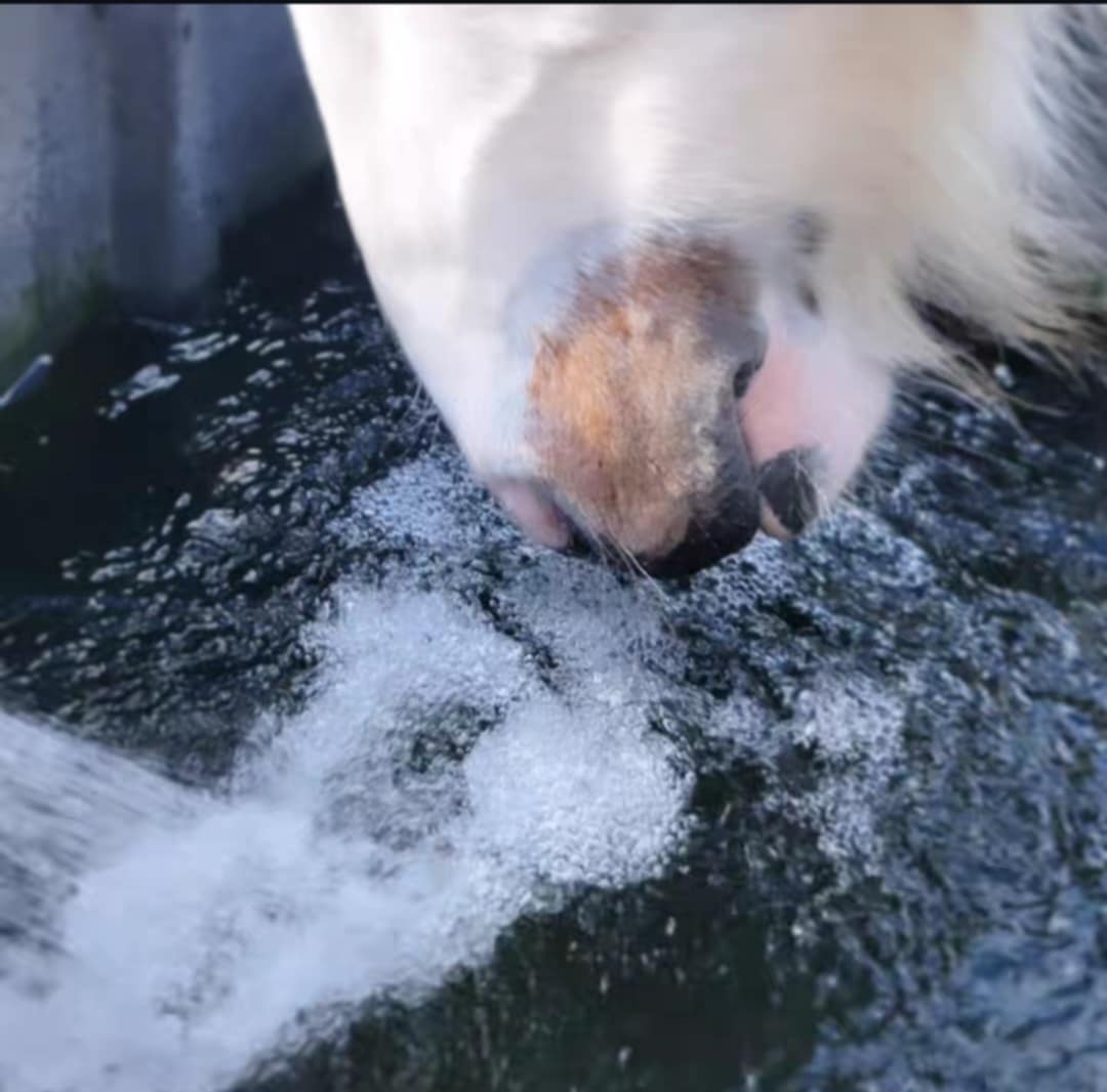 Experience The Enchanting Exciting  World Of Horse Enrichment