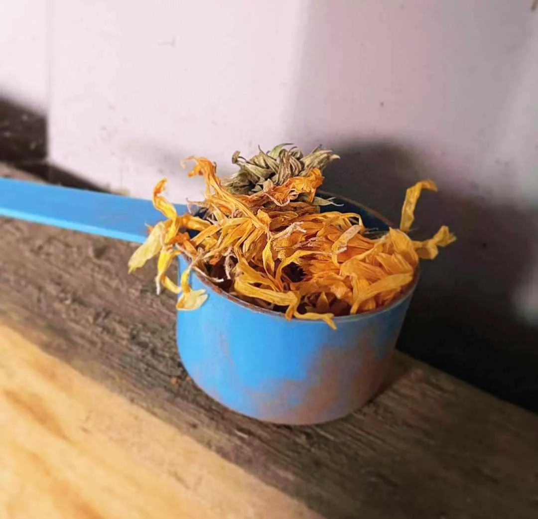 Is Marigold Magic? We Think So!